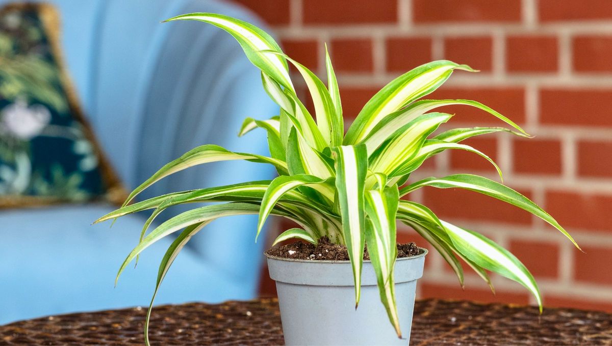 El lirio verde también produce oxígeno por la noche, mejorando el sueño. El lirio verde también produce oxígeno por la noche, mejorando el sueño.