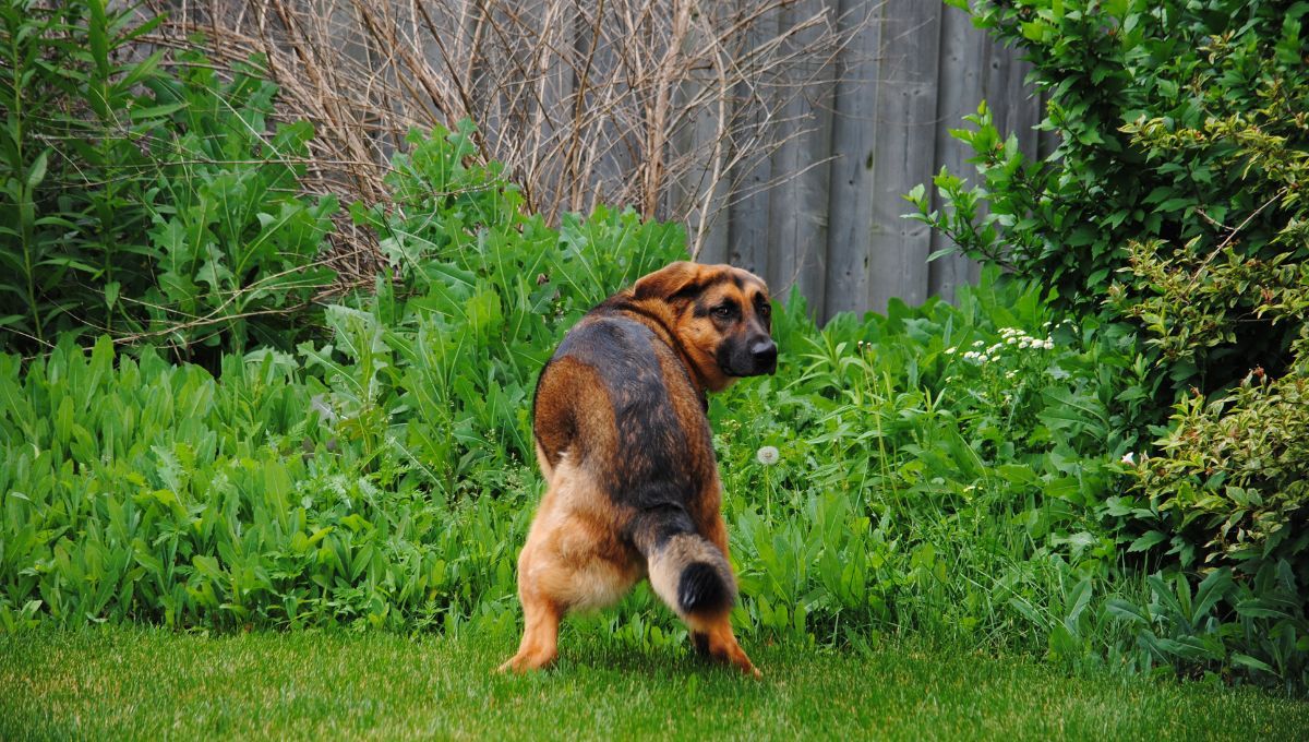 Caca de perro. Caca de perro.