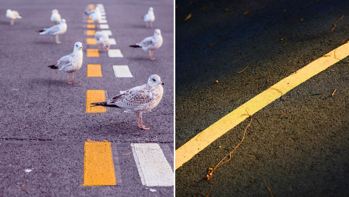 Señales de tránsito: cuál es la diferencia entre una línea amarilla continua y discontinua en la ruta