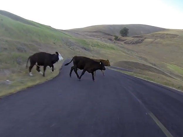 Video: hacía longboard por la ruta y chocó contra una vaca