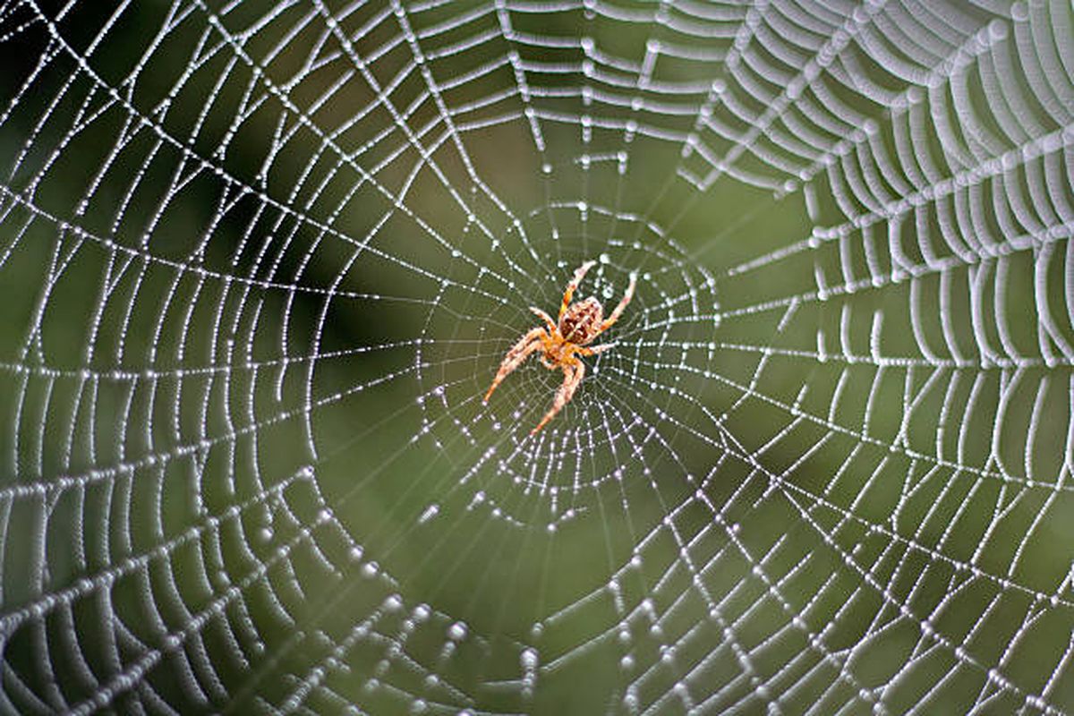 Las arañas desaparecerán del hogar y del jardín. Las arañas desaparecerán del hogar y del jardín.