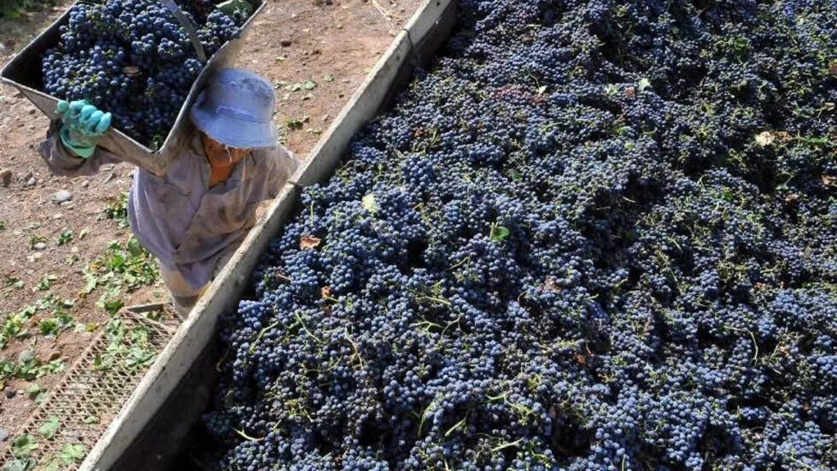 La propiedad de la uva es parte de la discusión en torno a la obligatoriedad o no de emitir el CIU. Por eso que la justicia admita el amparo será clave en la controversia de la vitivinicultura con Sturzenegger La propiedad de la uva es parte de la discusión en torno a la obligatoriedad o no de emitir el CIU. Por eso que la justicia admita el amparo será clave en la controversia de la vitivinicultura con Sturzenegger