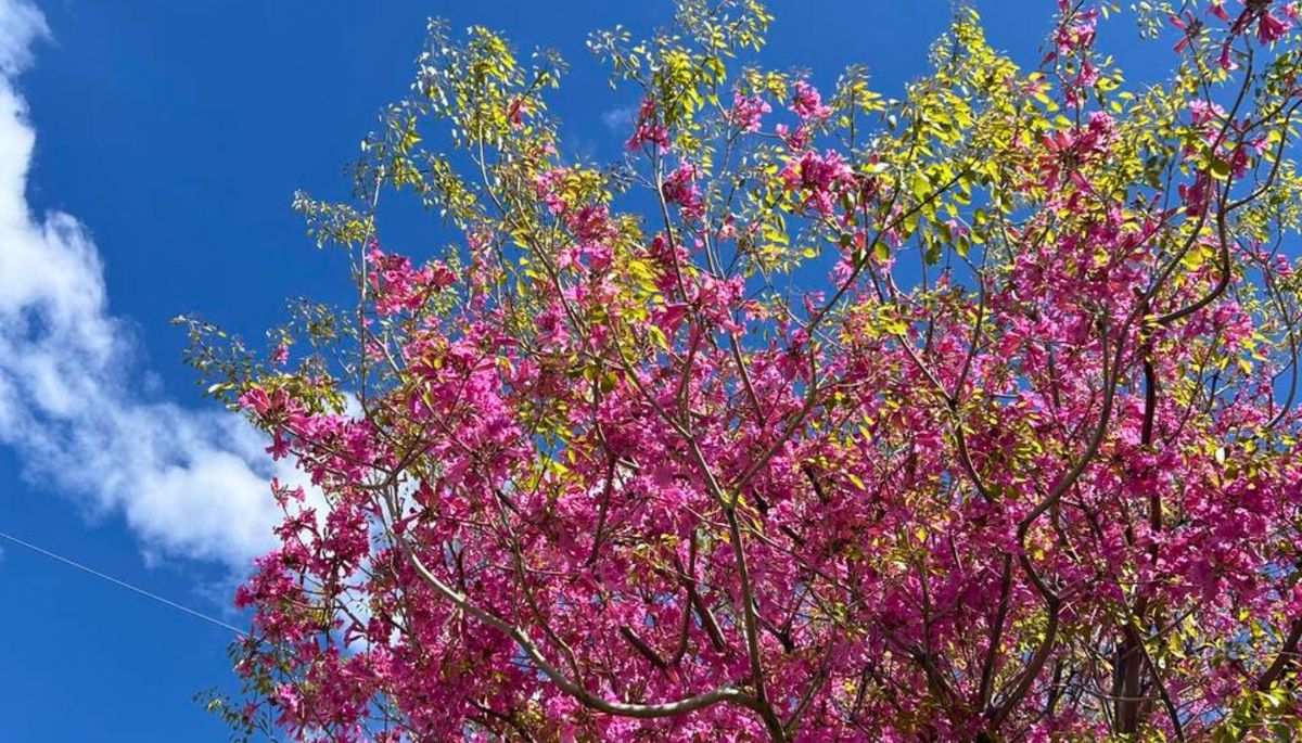 Cultiva un lapacho rosado en tu jardín y notarás como se convierte en una nube de flores en primavera. Imagen: Freepik. Cultiva un lapacho rosado en tu jardín y notarás como se convierte en una nube de flores en primavera. Imagen: Freepik.
