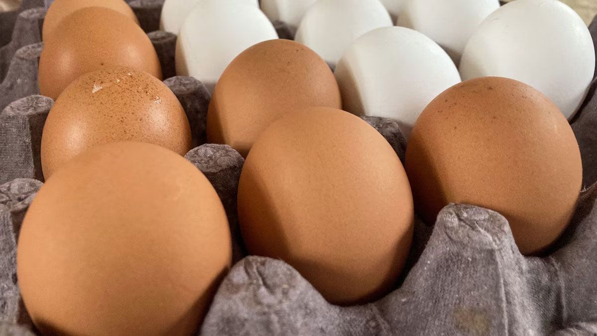 El huevo es una fuente de vitamina B12. El huevo es una fuente de vitamina B12.