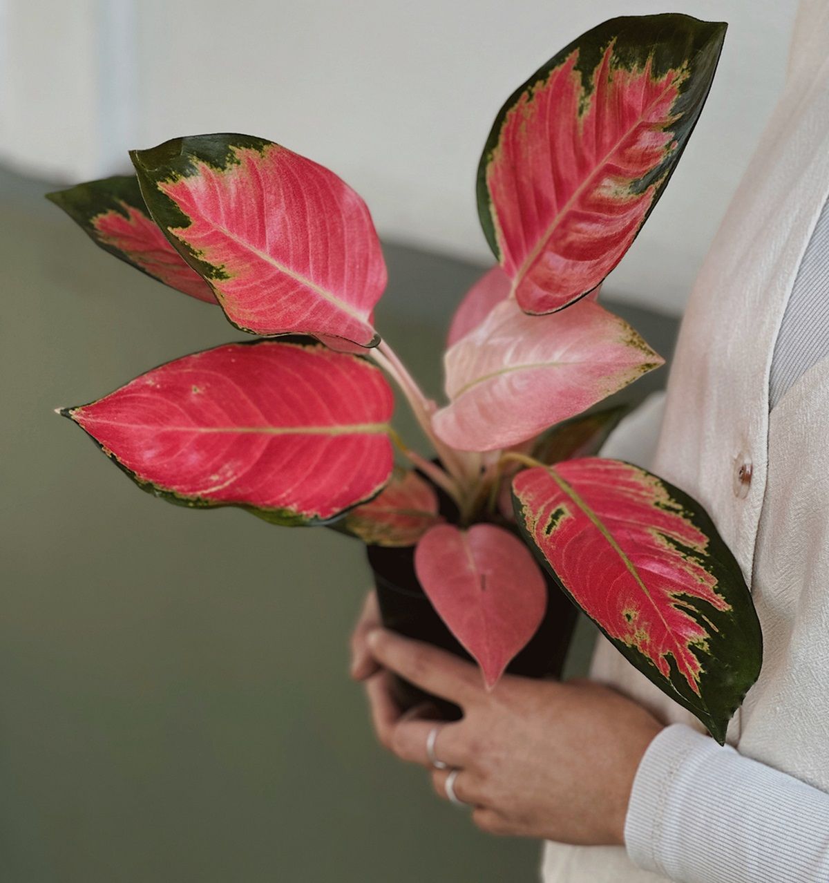 Cultiva esta planta en casa y embellece cualquier espacio.