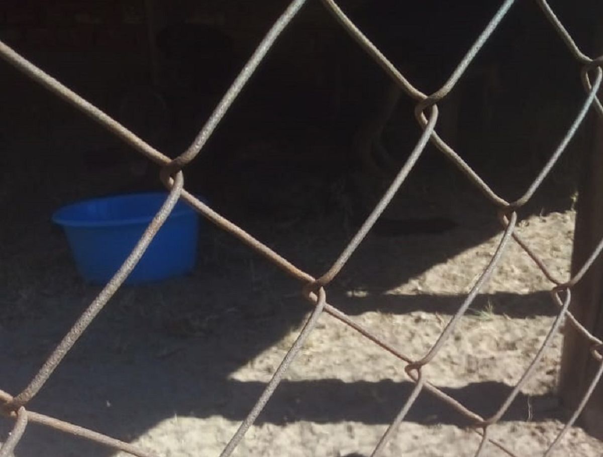 Ricardo Ganum dijo a Diario UNO que construyó un canil de ocho metros por once para tener a seis de los diez perros en un lugar que alquiló en Rivadavia.