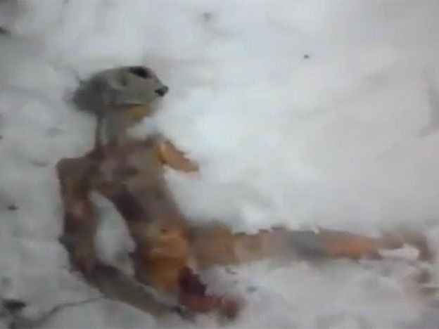 ¿Un alien en Siberia?