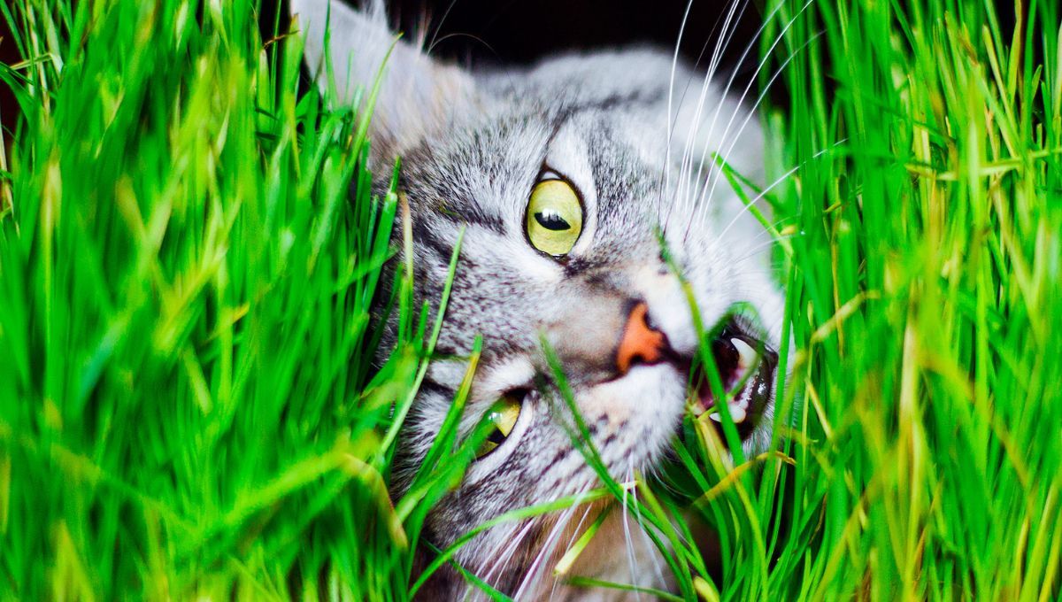 Qué significa que tu gato coma pasto y cuáles son los beneficios de que lo haga