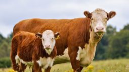 El día que Argentina clonó vacas con un objetivo vital que pocos conocían