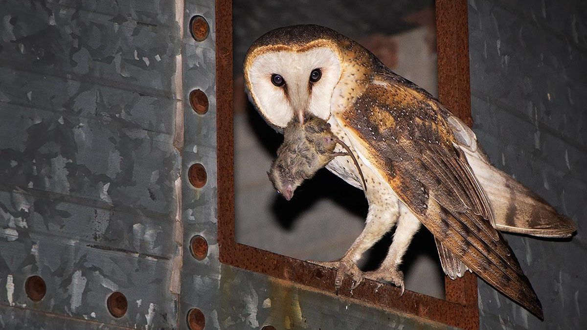 Las lechuzas de campanario comen hasta tres ratas por día. Imagen ilustrativa. Las lechuzas de campanario comen hasta tres ratas por día. Imagen ilustrativa.