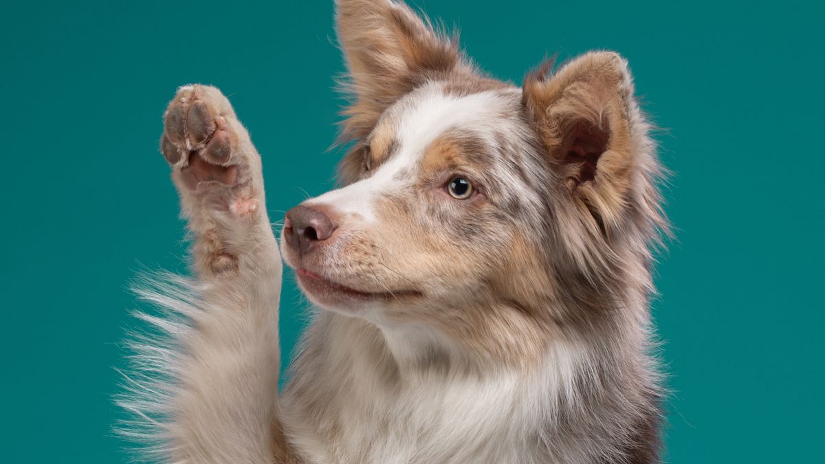 El truco casero para cuidar las almohaditas de tu perro