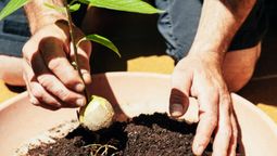 Aprendé a germinar una semilla de palta. Aprendé a germinar una semilla de palta.