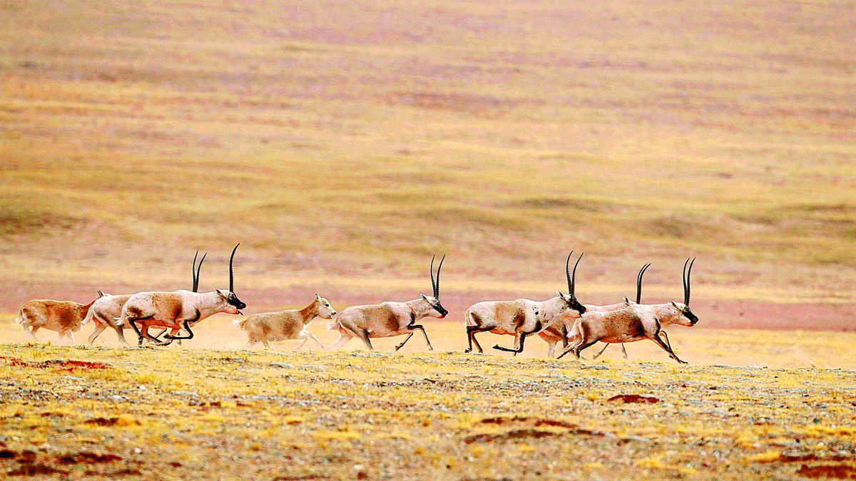 Una manada de antílopes tibetanos corre por los pastizales de Hoh Xil en Qinghai. GE YUXIU / PARA CHINA DAILY