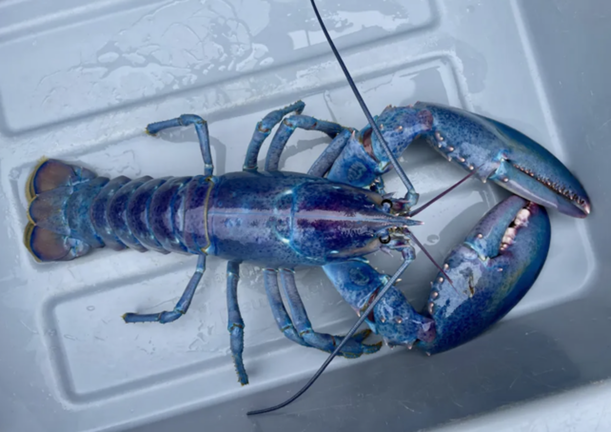 El descubrimiento sorprendió al joven pescador, quien lo consideró "buena suerte". El descubrimiento sorprendió al joven pescador, quien lo consideró "buena suerte".