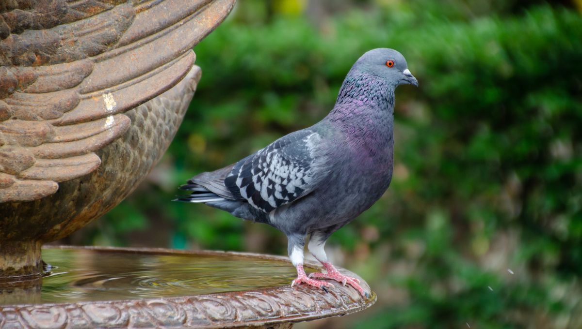 Usando pocos productos de limpieza, aprendé a limpiar la caca de paloma de la ropa. Usando pocos productos de limpieza, aprendé a limpiar la caca de paloma de la ropa. 