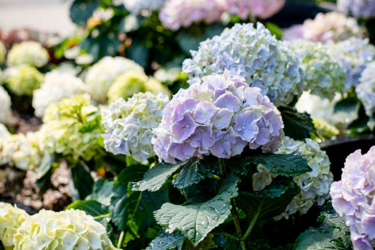 La hortensia es una de las plantas que necesita un suelo ácido. La hortensia es una de las plantas que necesita un suelo ácido.