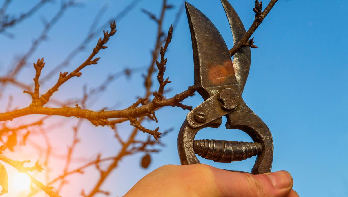 Ya sea que lo tengas en maceta o en tierra, podar tu planta de jazmín de manera correcta es clave para que crezca sana, fuerte y llena de flores. Ya sea que lo tengas en maceta o en tierra, podar tu planta de jazmín de manera correcta es clave para que crezca sana, fuerte y llena de flores.