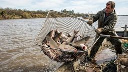 El pez de China que invade un icónico río de Sudamérica: la solución es electrocutarlo El pez de China que invade un icónico río de Sudamérica: la solución es electrocutarlo