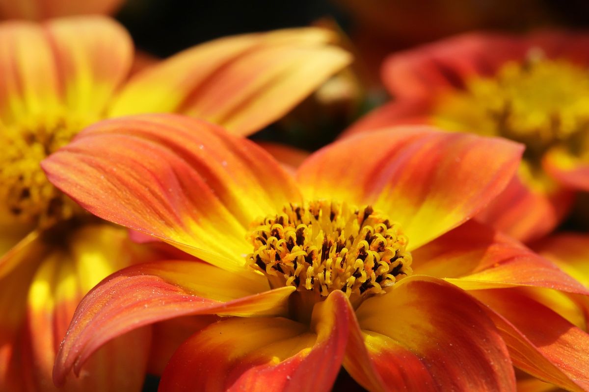 Puedes plantar flores de gazania en el jardín de casa en septiembre. Imagen: Pixabay&nbsp;