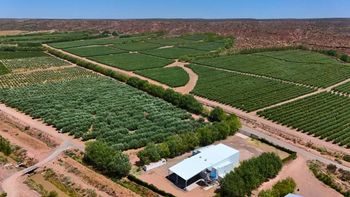 Un aceite de oliva producido en la Patagonia se exporta a la meca de la olivicultura: Como venderles chocolates a los suizos Un aceite de oliva producido en la Patagonia se exporta a la meca de la olivicultura: Como venderles chocolates a los suizos