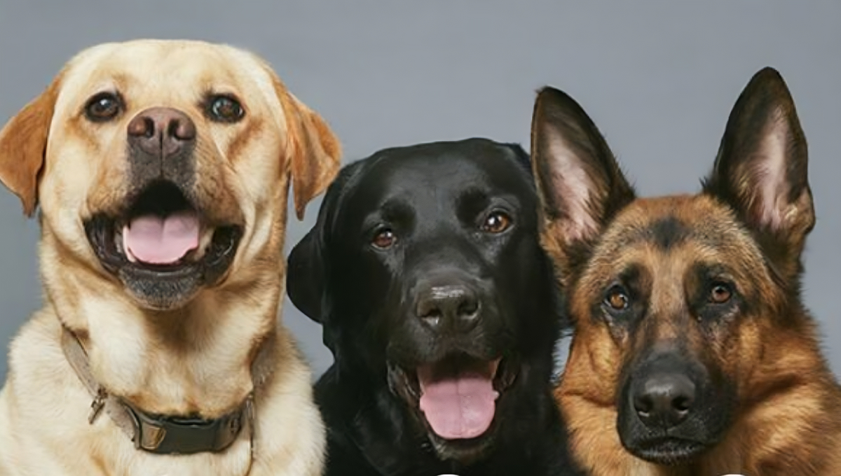 Test de personalidad: elige uno de estos tres perros y descubre si eres una persona muy emocional