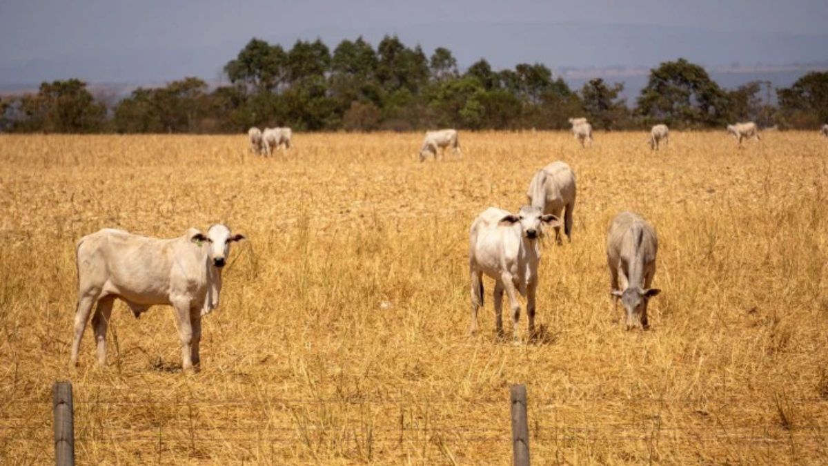 Vacas pastando en un campo de Gaúcha do Norte, estado de Mato Grosso, Brasil. Los nuevos planes climáticos del país incorporan la adopción de modelos de producción ganadera sostenibles (Foto: Flávia Milhorance / Dialogue Earth). Vacas pastando en un campo de Gaúcha do Norte, estado de Mato Grosso, Brasil. Los nuevos planes climáticos del país incorporan la adopción de modelos de producción ganadera sostenibles (Foto: Flávia Milhorance / Dialogue Earth).