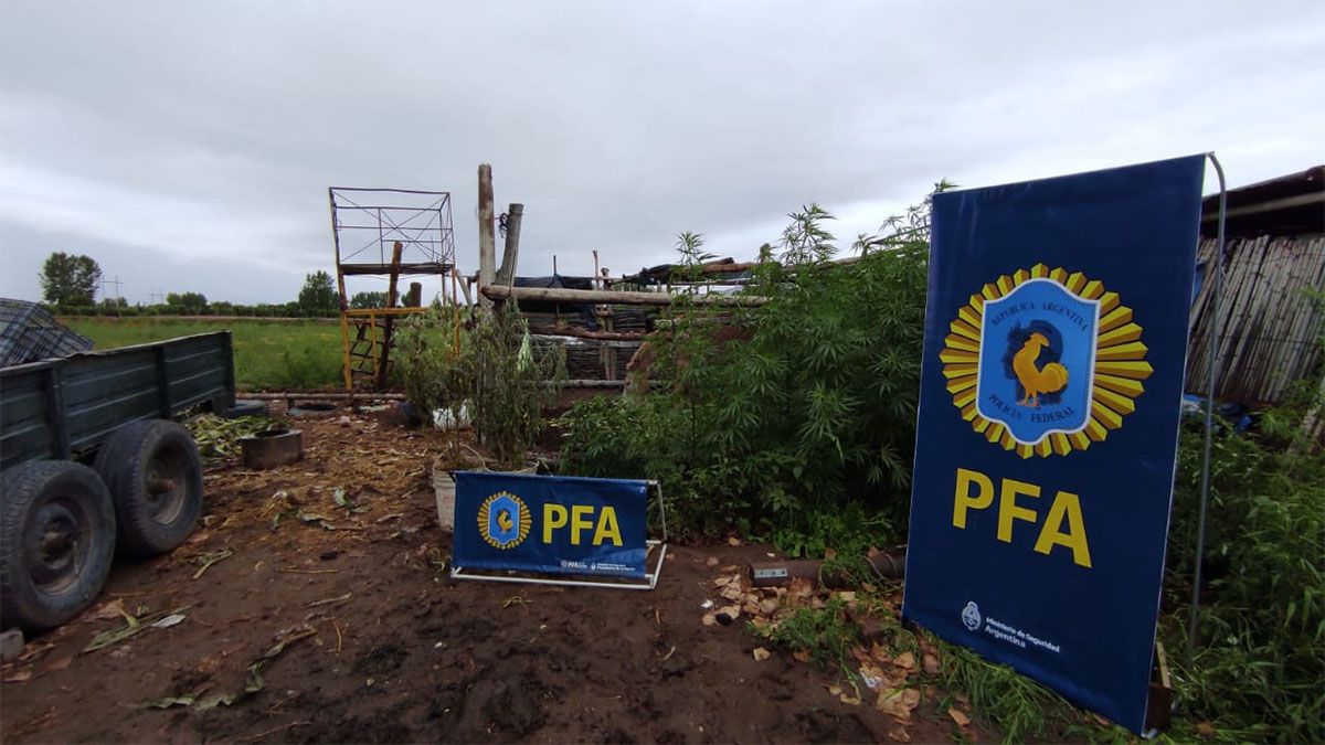 Tenía una docena de plantas de marihuana y quedó detenido