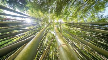 La planta de mayor crecimiento del mundo vive en América del Sur: hasta 91 cm en 24 horas La planta de mayor crecimiento del mundo vive en América del Sur: hasta 91 cm en 24 horas