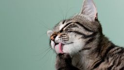 Qué significa que EL GATO tenga la lengua tan áspera