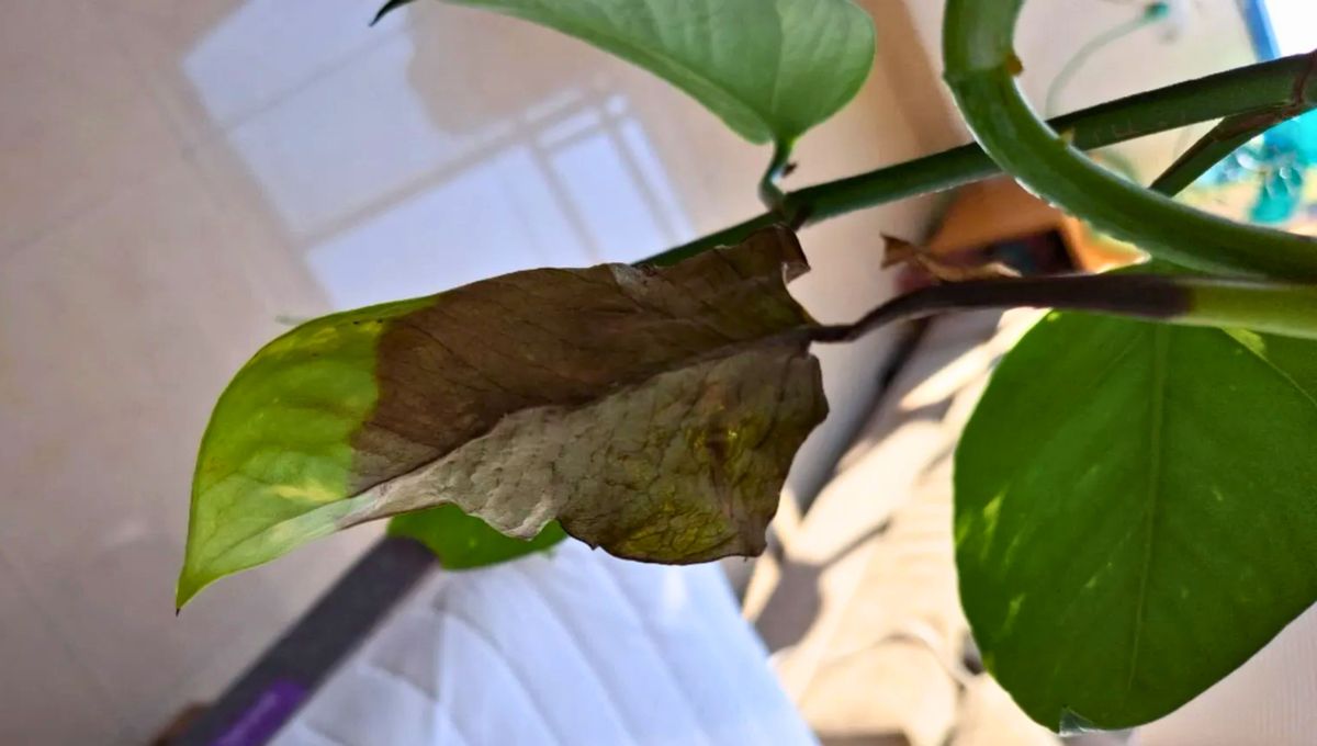 Cuando veas hojas negras en la planta, suspende el riego por algún tiempo y revisa las raíces. Cuando veas hojas negras en la planta, suspende el riego por algún tiempo y revisa las raíces. 