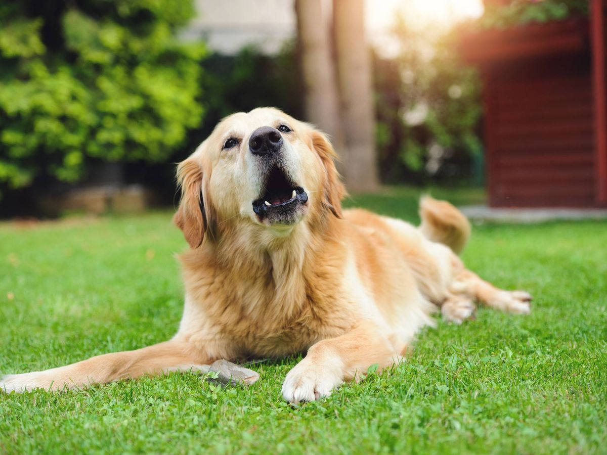 El truco de adiestramiento canino para enseñarle a tu perro a no ladrar sin razón El truco de adiestramiento canino para enseñarle a tu perro a no ladrar sin razón