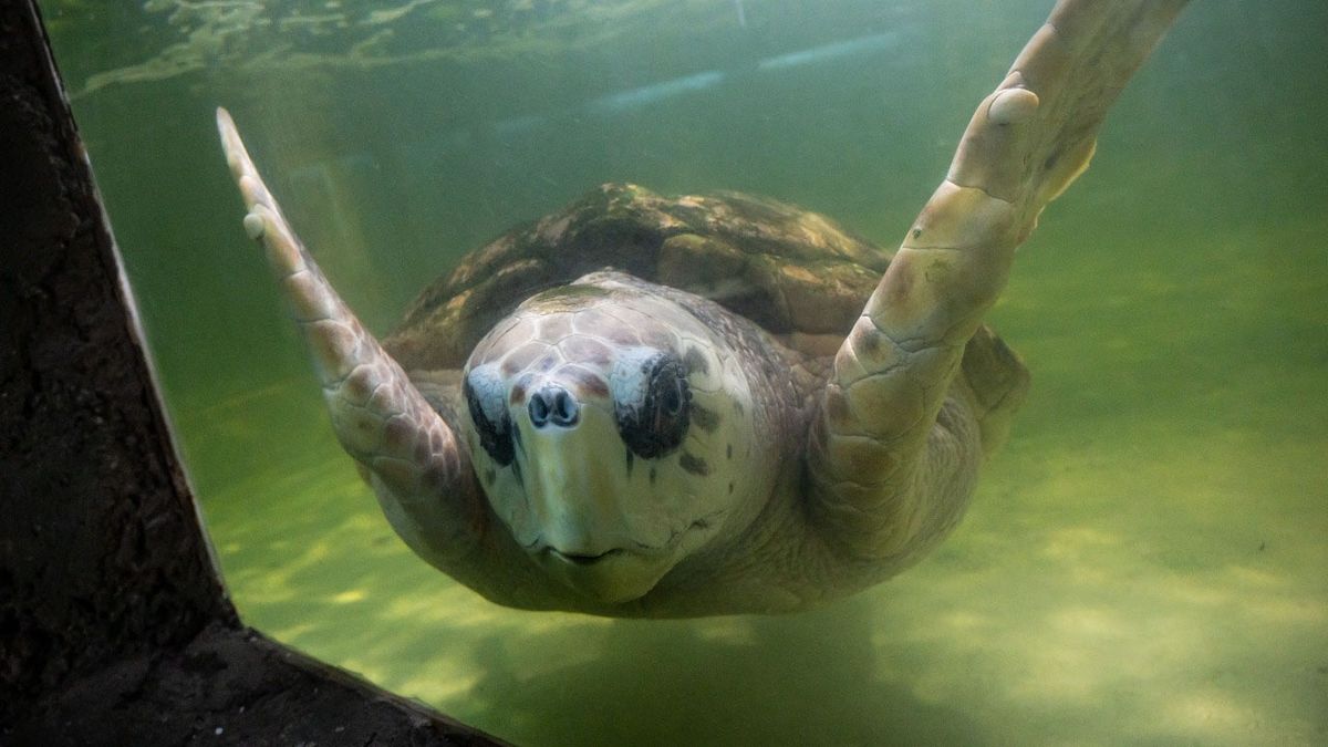 Durante un año le hicieron diferentes exámenes al tortugo Jorge para determinar cuál es su estado de salud.