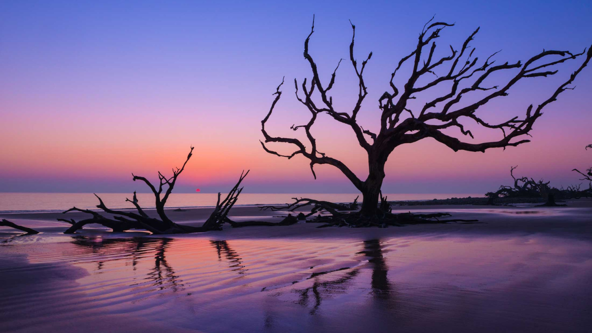 La encantadora playa de Georgia es el resultado de la erosión costera y la acción de las mareas que han arrastrado los árboles y los troncos hacia la playa. La encantadora playa de Georgia es el resultado de la erosión costera y la acción de las mareas que han arrastrado los árboles y los troncos hacia la playa.