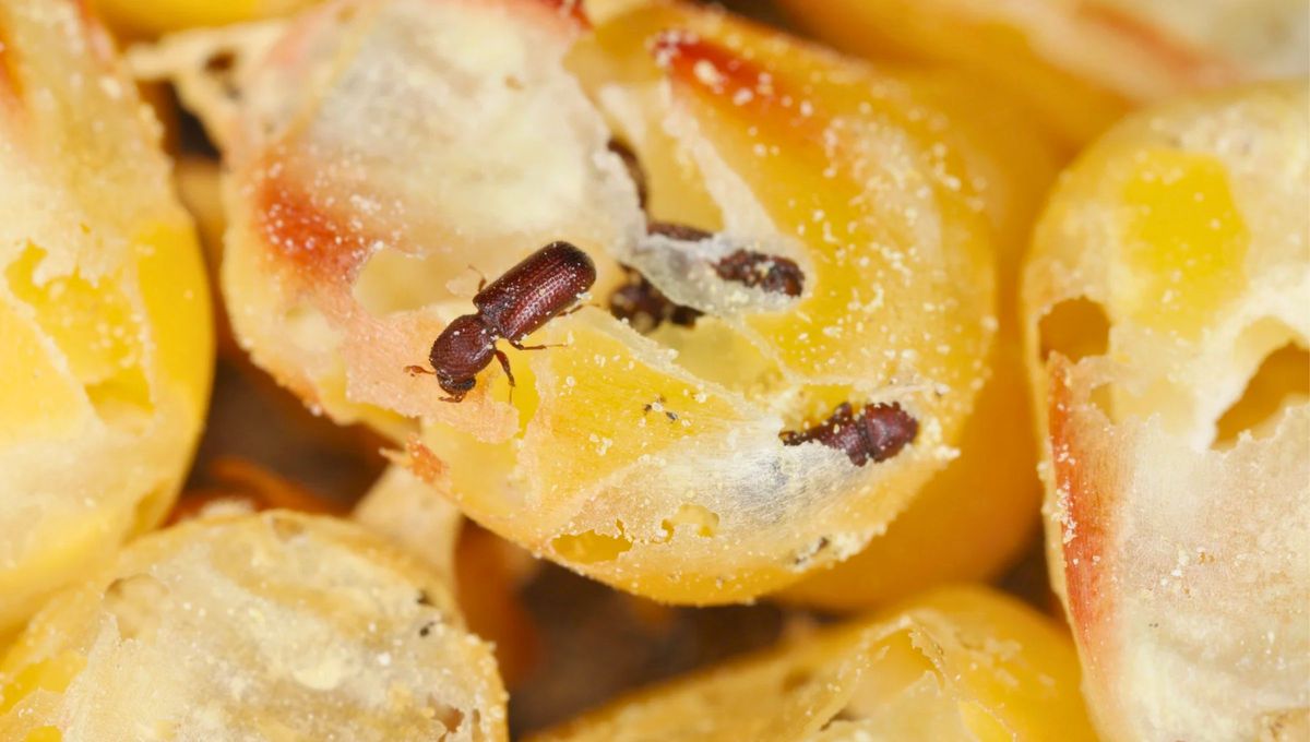 Los gorgojos son una plaga muy común en la despensa. Estos insectos puedes encontrarlos en harinas, arroz, pastas, cereales y otros alimentos de granos Los gorgojos son una plaga muy común en la despensa. Estos insectos puedes encontrarlos en harinas, arroz, pastas, cereales y otros alimentos de granos