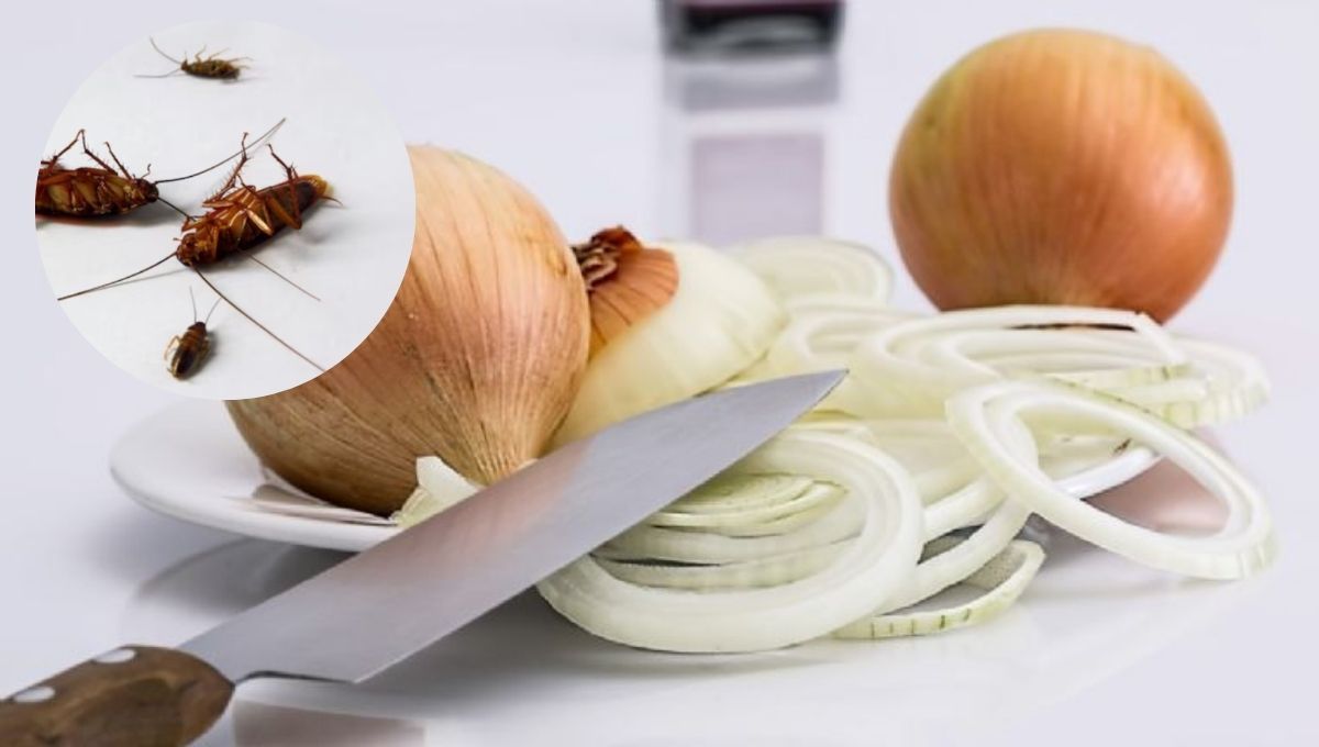 Cómo deshacerte de las cucarachas de la cocina usando un poco de cebolla: atrayente casero efectivo