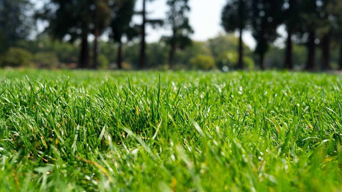 Todos los que tienen césped en su jardín deberían realizar esta tarea obligatoria en marzo.