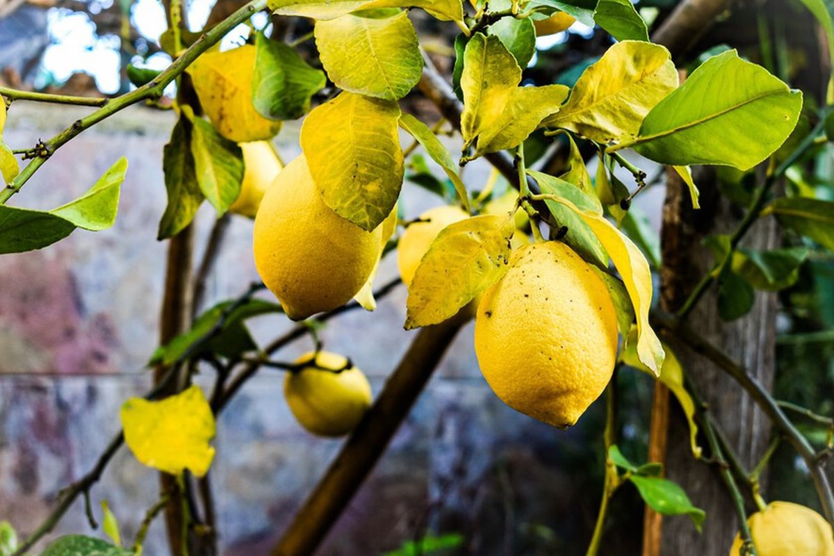 Cuántas veces por semana hay que regar un árbol limonero en invierno para no dañarlo Cuántas veces por semana hay que regar un árbol limonero en invierno para no dañarlo