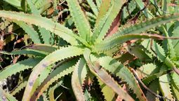 Qué significa que la sábila del aloe vera se pudra