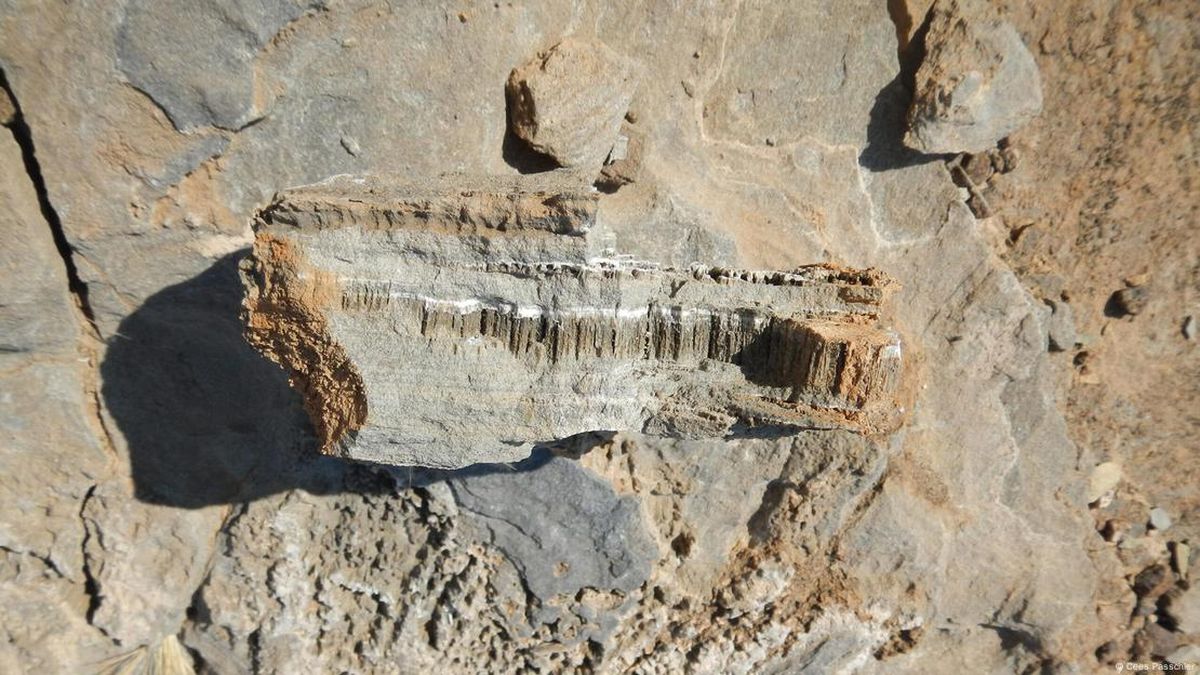 Científicos descubren rastros de vida desconocida en el desierto y no salen del asombro Científicos descubren rastros de vida desconocida en el desierto y no salen del asombro