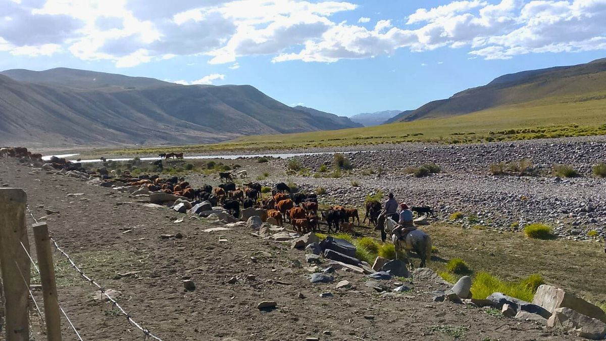 Una hermosa postal de Malargüe en esta época de veranada. Saúl y su papá Fabián trabajan en un puesto. Una hermosa postal de Malargüe en esta época de veranada. Saúl y su papá Fabián trabajan en un puesto.