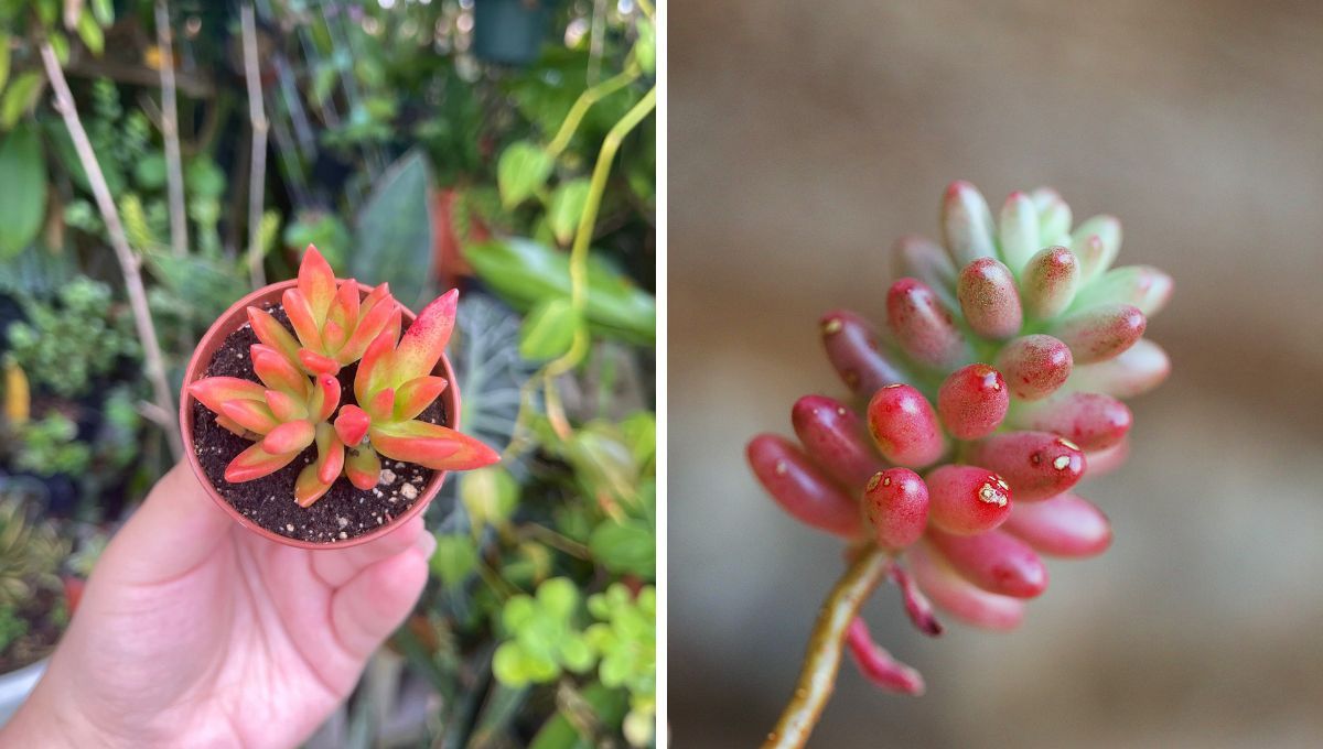 La crassula de fuego debe ponerse al sol para que se vuelva roja. La crassula de fuego debe ponerse al sol para que se vuelva roja.