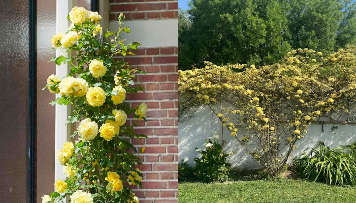 Este rosal es ideal para vestir una superficie con flores. Este rosal es ideal para vestir una superficie con flores.