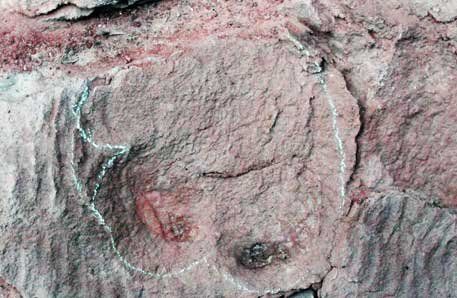 Encontraron huellas de dinosaurios de 70 millones de años en el sur de Río Negro