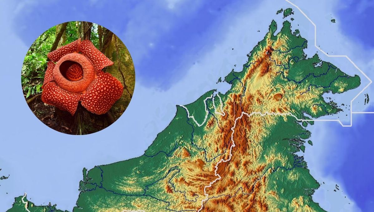 La única isla del mundo que es compartida por tres países: codiciada y hogar de la flor más grande del planeta