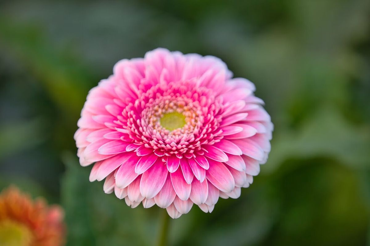 La planta de flores que embellece cualquier espacio. Imagen: Freepik La planta de flores que embellece cualquier espacio. Imagen: Freepik