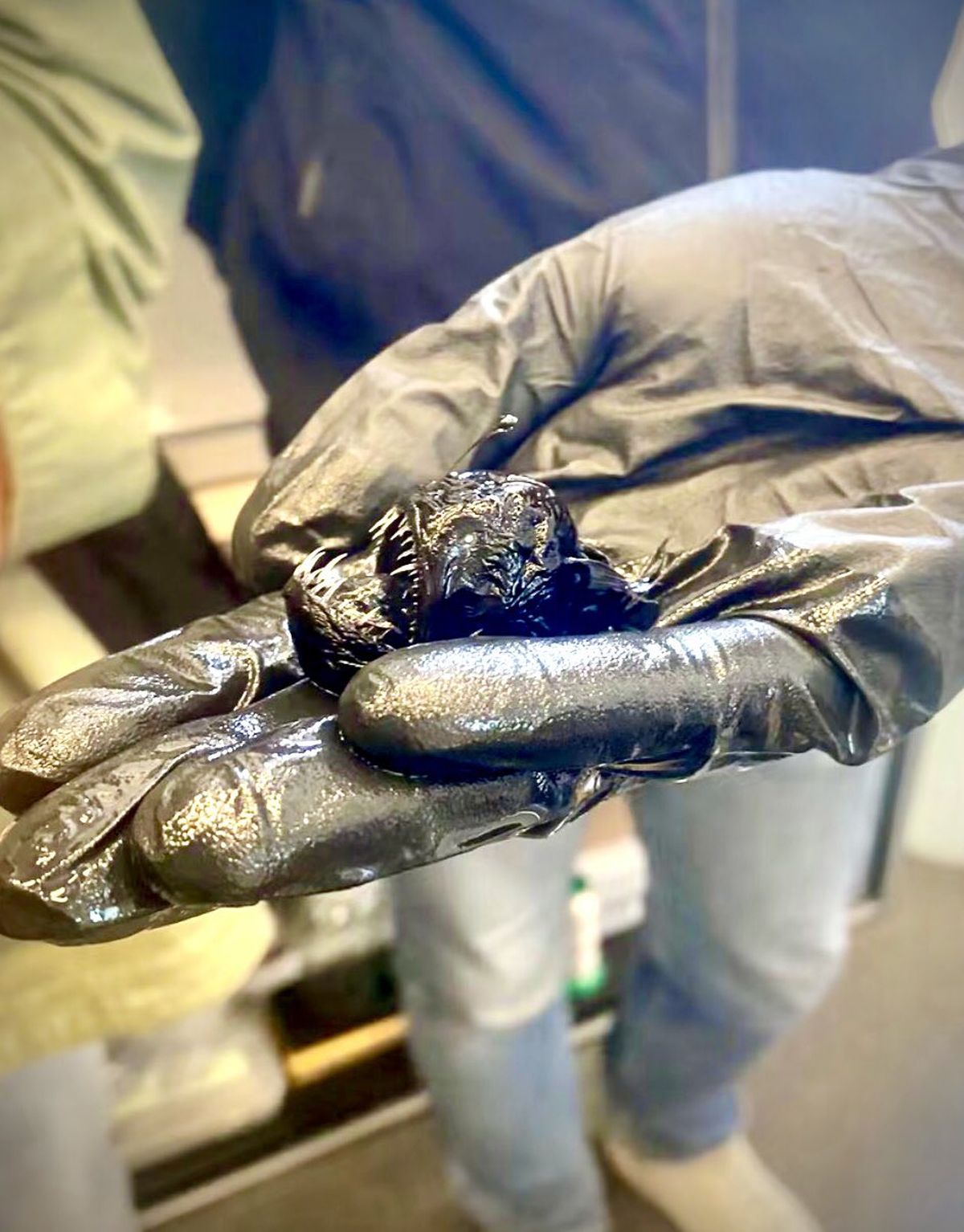 Este pez resultó muy diminuto. Este pez resultó muy diminuto.