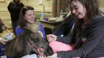 La influencia de caballos enanos en niños enfermos