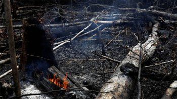 Los animales que podrían extinguirse por el incendio en el Amazonas