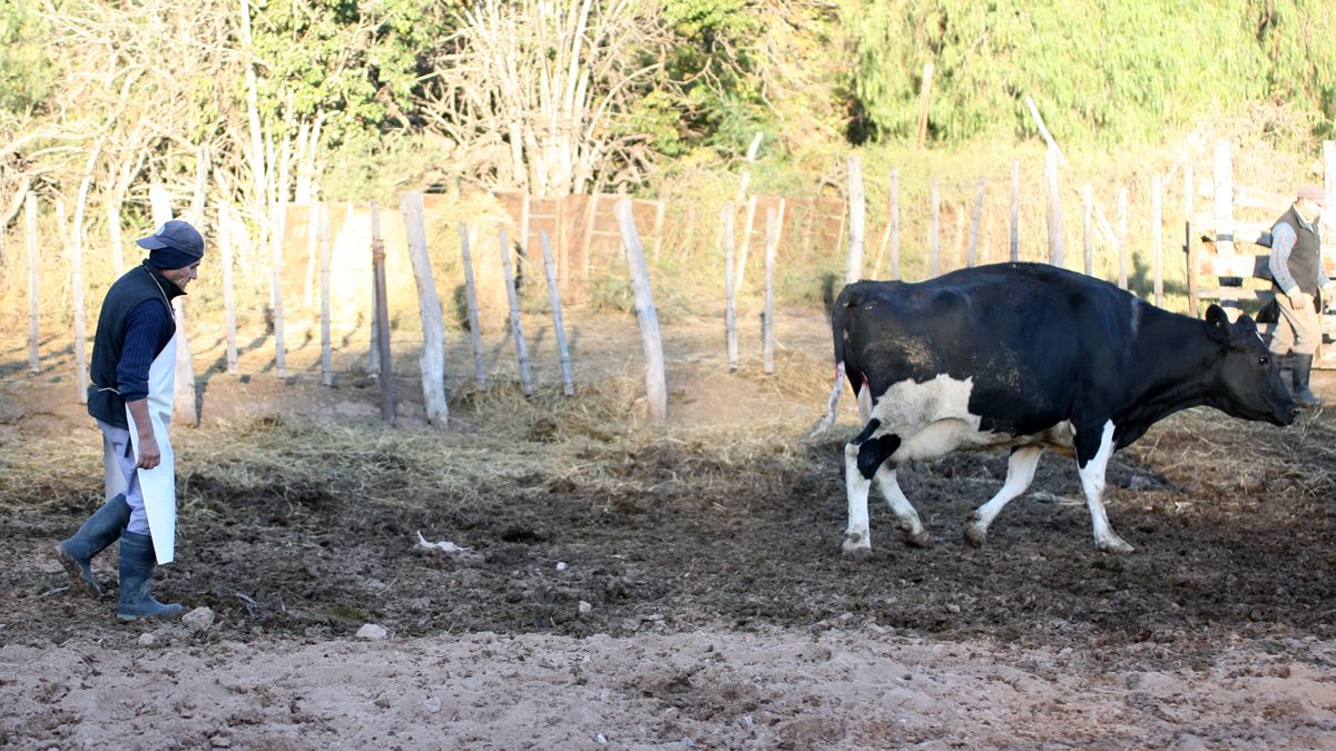 El tambo Guercio vende lácteos en el carril Mathus Hoyos, donde tienen también los corrales. De allí, este miércoles a la noche tres ladrones robaron dos terneros y escaparon a pie, siendo atrapados a las pocas cuadras, aunque sólo se recuperó un sólo vacuno.