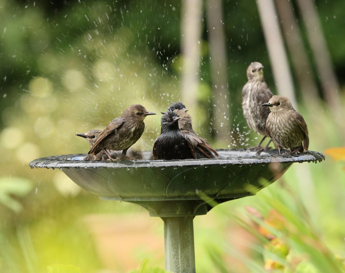 El baño de tierra en los pájaros es un complemento a la limpieza tradicional. El baño de tierra en los pájaros es un complemento a la limpieza tradicional. 